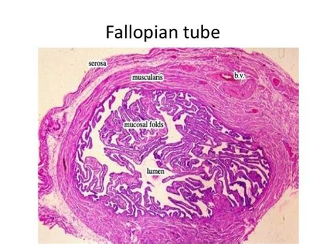 histology Fallopian tube | Histology slides, Fallopian tubes, Bio art