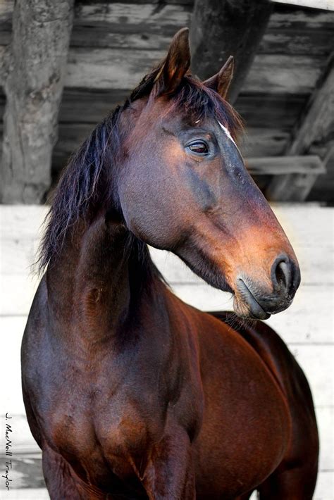 portrait of a bay mare | Horses, Pretty horses, Horse love