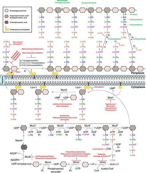 Frontiers | Revisiting Anti-tuberculosis Therapeutic Strategies That Target the Peptidoglycan ...