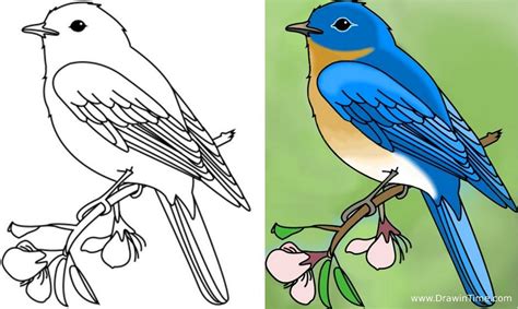 How to draw a bird tutorial http://drawintime.com/how-to-draw-a-bird/ | Bird drawings, Art ...