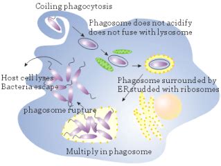 Legionella pneumophila: Properties, Pathogenesis, Lab Diagnosis • Microbe Online