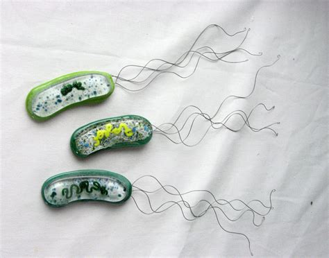 Vibrio fischeri Bacterium by trilobiteglassworks on DeviantArt