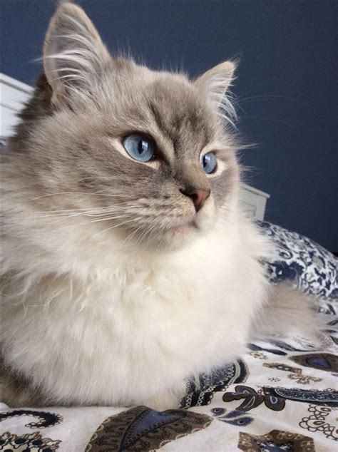 Blue lynx point Ragdoll Milo. Mr. Pretty Face. | Ragdoll cat, Cats, Kittens cutest