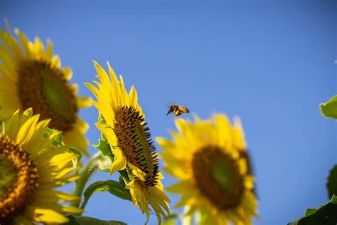 HD wallpaper: bee pollination on sunflower, flowering plant, animal ...