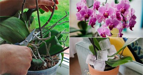 How to Get Your Orchid to Re-Bloom