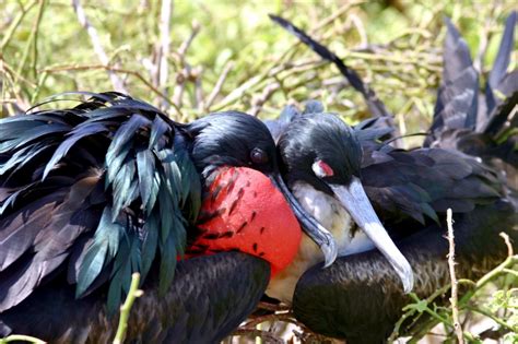 Magnificent Frigatebird – "OCEAN TREASURES" Memorial Library