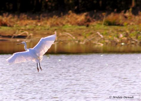 Barnawapara Wildlife Sanctuary, Chhattisgarh – Travel Tales from India ...