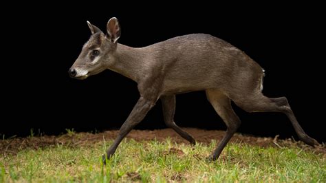 Tufted deer with 'vampire fangs' spotted in SW China - CGTN