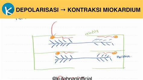 Mekanisme Kontraksi Otot Jantung - Aktin dan Miosin - Fisiologi Kelistrikan Jantung (5/5) - YouTube