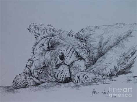 Sleeping lion Drawing by Heleen Wessels | Fine Art America