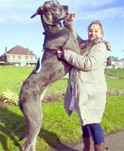 Freddy The 7-foot Great Dane Is The Tallest Dog In The World! - Pets ...