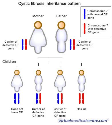 Inheritance: Inheritance Pattern Of Cystic Fibrosis