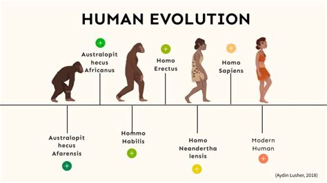 STAGES OF HUMAN EVOLUTION