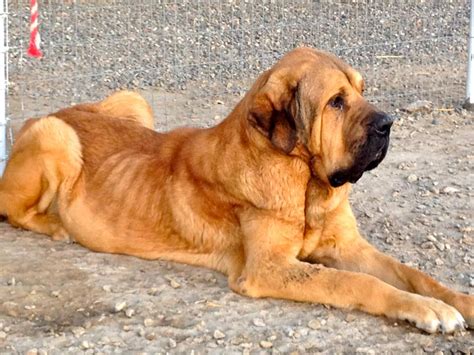 Spanish Mastiff (Mastin Espanol): Having to clear the air yet again...