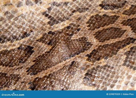 Close Up of Snake Skin Texture Use for Background Stock Image - Image of textured, closeup ...