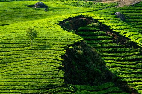 Munnar Tea Plantations - Kerala - India