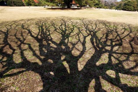 Baum `s Schatten stockbild. Bild von wachstum, wald, leute - 16821849