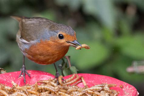 Robin Eating Mealworms image - Free stock photo - Public Domain photo - CC0 Images