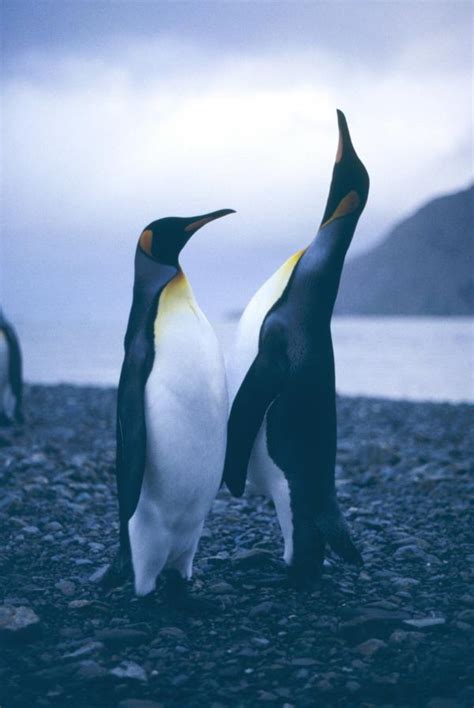 Photos of Flightless Birds: All 18 Penguin Species | Live Science