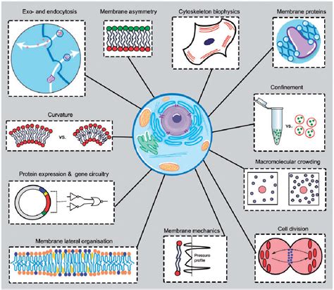 [PDF] Artificial cell mimics as simplified models for the study of cell biology | Semantic Scholar