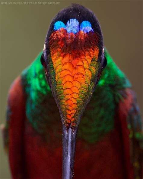 🔥 The beautiful Rainbow Starfrontlet Hummingbird from Ecuador : r/Fotografia