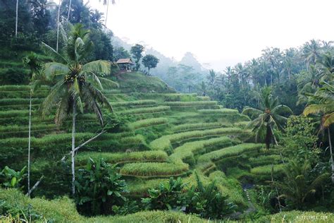 Tegallalang Rice Terraces - Ubud - Bali Blog - Mitzie Mee