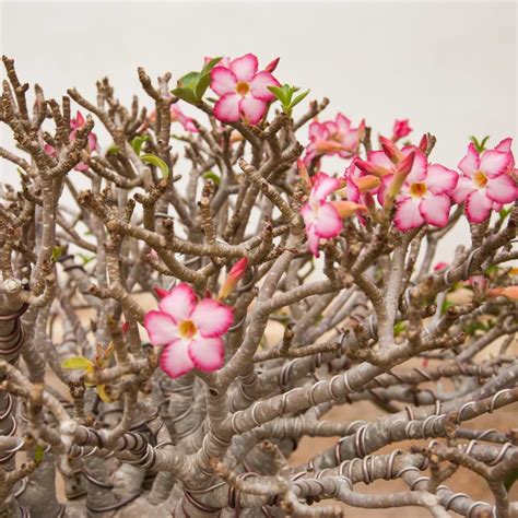 Desert Rose Bonsai Care Guide