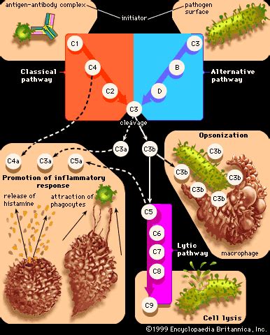 Complement | Description, Function, & Activation | Britannica