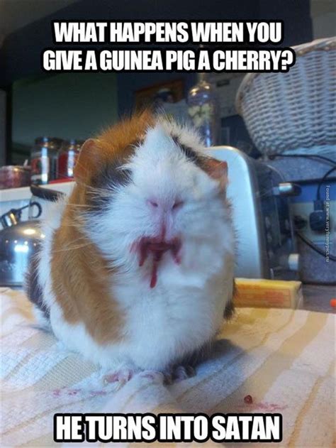 Really Funny Guinea Pig Quotes. QuotesGram