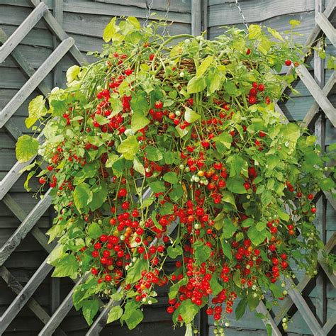 Rare Organic Heirloom Wild Tomato Solanum pimpinellifolium – 25 Seeds