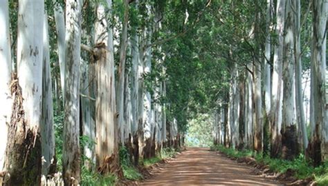 Australian Eucalyptus Tree Information | Garden Guides