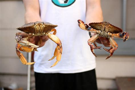 Catching Crabs – Xpress Magazine