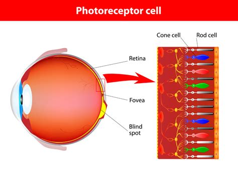 Color Vision, AMD and DEF — Collaborations Aim to Prevent AMD Progression - Discovery Eye Foundation