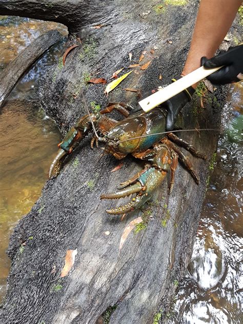 Tasmanian giant freshwater crayfish surveys - North Barker Ecosystem ...