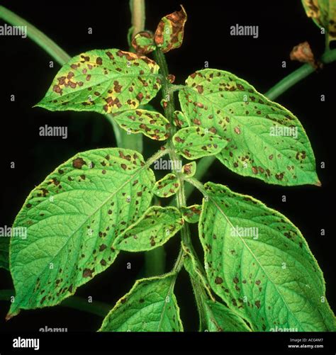 Manganese deficiency spotting on potato leaflets Stock Photo: 7512902 - Alamy