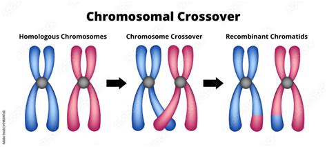 Vector scientific illustration of chromosomal crossover or crossing over isolated on white ...