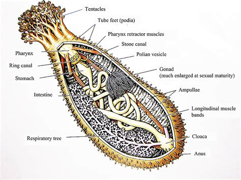 Frontiers | In Vivo and Clinical Studies of Sea Cucumber-Derived Bioactives for Human Health and ...