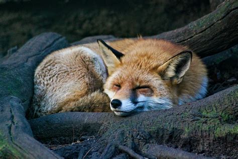 How do Foxes adapt to their environment? - (Fox Adaptations)