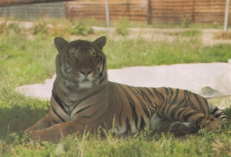 Tiger Chessington Zoo Postcard