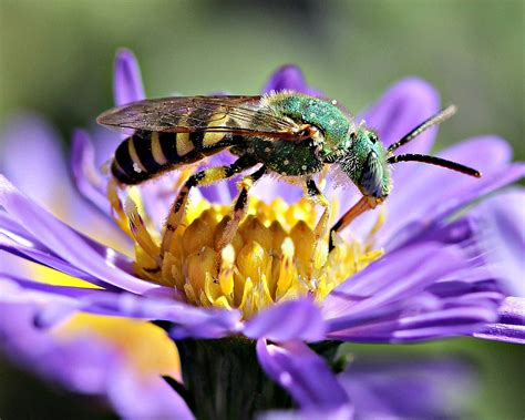 Confronting the Plight of Pollinators | NatureServe