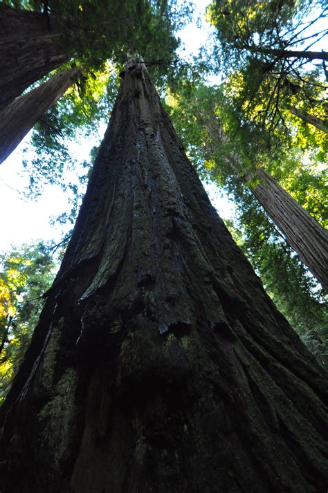 California Redwoods, near Crescent City. Photo Taken by Barbara Conover www.sundancedivers.com ...