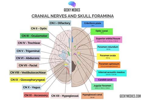 The Trigeminal Nerve (CN V) | Cranial Nerves | Geeky Medics | Cranial nerves, Abducens nerve ...