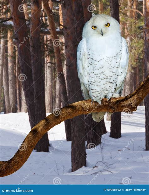 Snowy Owl at forest stock photo. Image of forest, portrait - 69068592