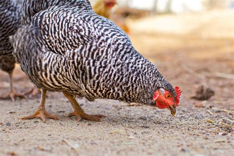 Everything You Need to Know About Organic Chicken Feed – Petsmont