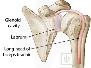 Glenoid Labrum | ShoulderDoc