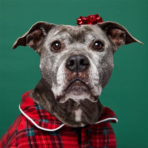 Pet Photography Tips | Simple One-Light Holiday Pet Portraits