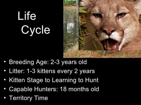 Life Cycle Of A Black Panther