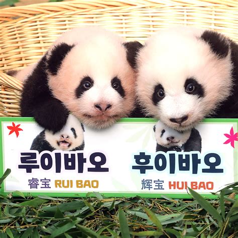 South Korea-born giant panda twins get their names - CGTN