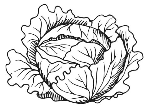 Chinese cabbage drawing Vectors & Illustrations for Free Download | Freepik