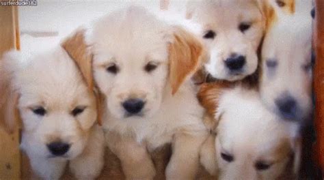 Puppies GIF - Puppies Cute Dogs - Discover & Share GIFs